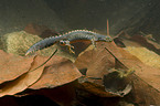 Alpine newt