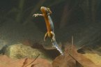 Alpine newt