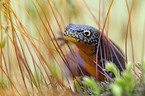 Alpine newt