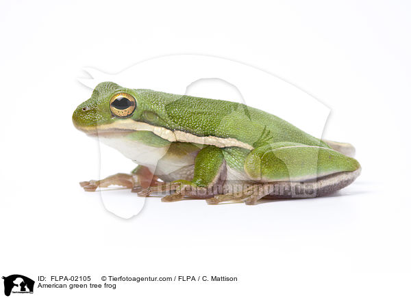 Karolina-Laubfrosch / American green tree frog / FLPA-02105