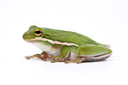 American green tree frog