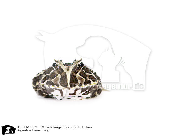 Schmuck-Hornfrosch / Argentine horned frog / JH-28663