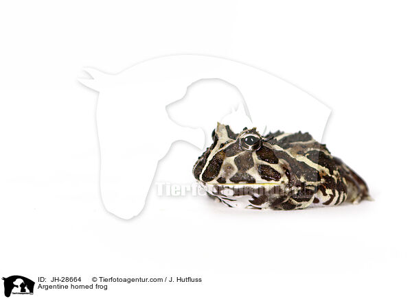Schmuck-Hornfrosch / Argentine horned frog / JH-28664