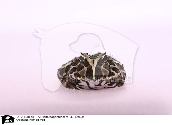 Schmuck-Hornfrosch / Argentine horned frog / JH-28665