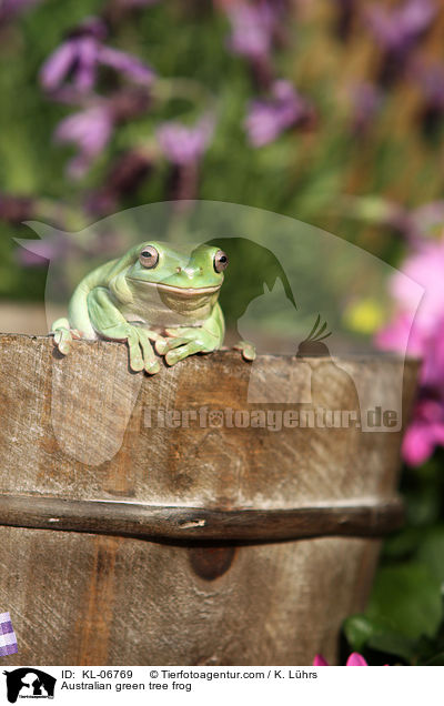 Korallenfinger-Laubfrosch / Australian green tree frog / KL-06769