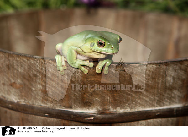 Australian green tree frog / KL-06771