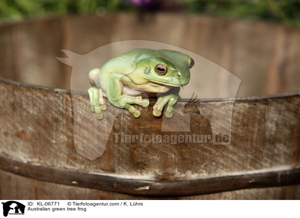 Korallenfinger-Laubfrosch / Australian green tree frog / KL-06771