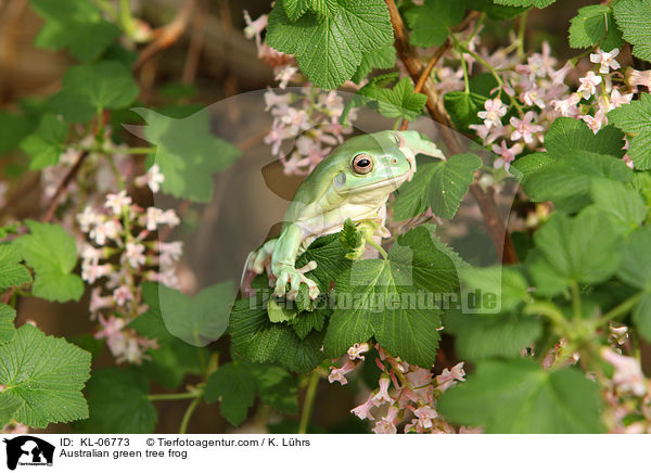 Korallenfinger-Laubfrosch / Australian green tree frog / KL-06773