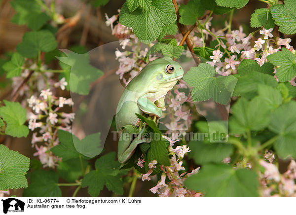Korallenfinger-Laubfrosch / Australian green tree frog / KL-06774