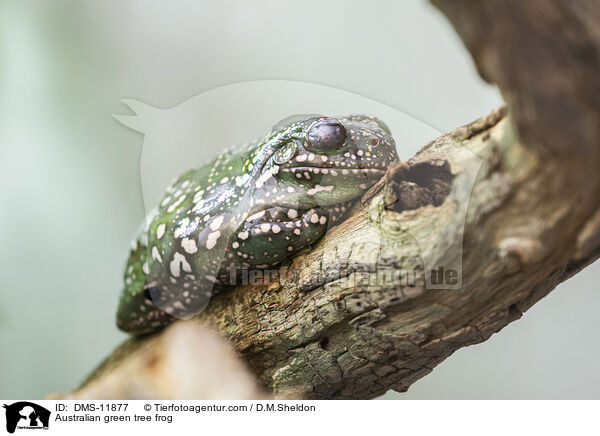 Korallenfinger-Laubfrosch / Australian green tree frog / DMS-11877