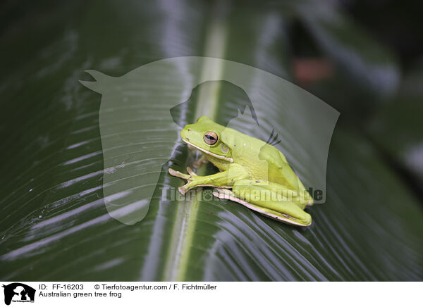 Australian green tree frog / FF-16203