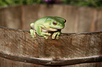 Australian green tree frog