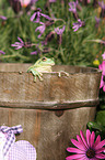 Australian green tree frog