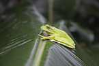 Australian green tree frog
