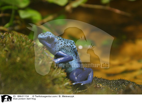 Blauer Baumsteiger / blue poison dart frog / BM-01134