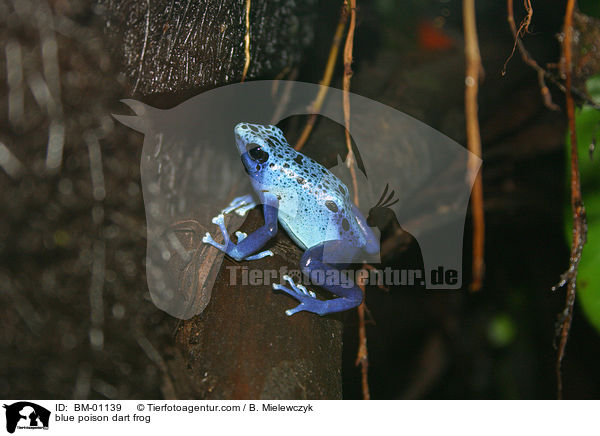 Blauer Baumsteiger / blue poison dart frog / BM-01139