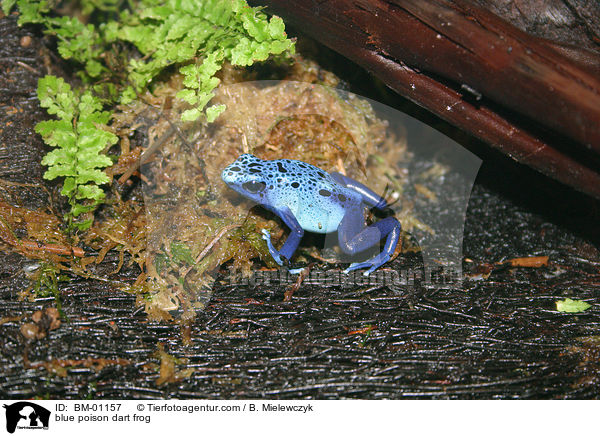 Blauer Baumsteiger / blue poison dart frog / BM-01157