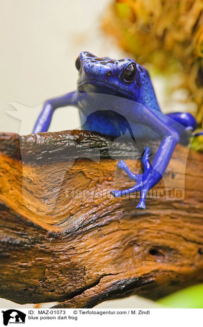 Blauer Baumsteiger / blue poison dart frog / MAZ-01073