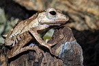 bony-headed flying frog