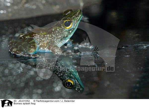 Kleiner Winkerfrosch / Borneo splash frog / JG-01052