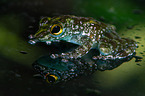 Borneo splash frog