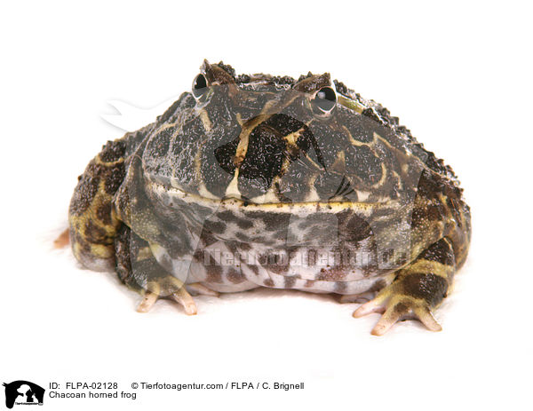 Chaco-Hornfrosch / Chacoan horned frog / FLPA-02128