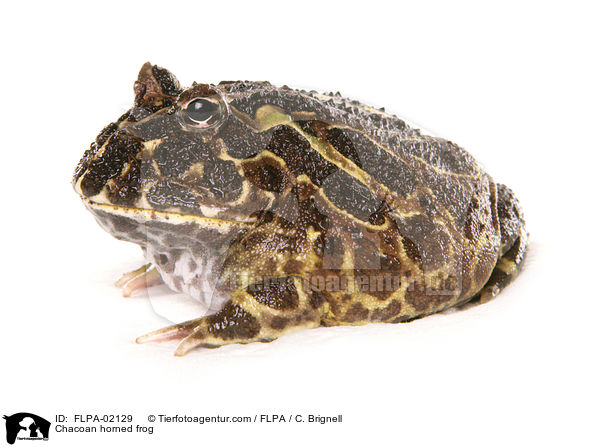 Chaco-Hornfrosch / Chacoan horned frog / FLPA-02129