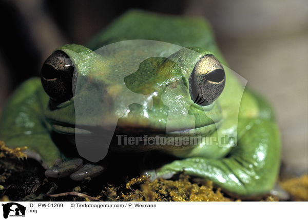 frog / PW-01269