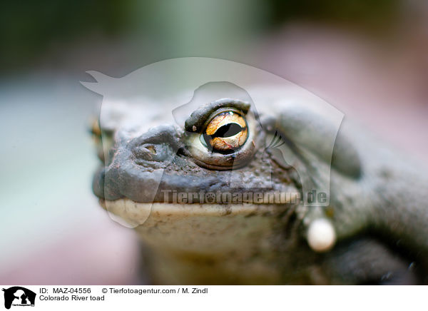 Colorado River toad / MAZ-04556