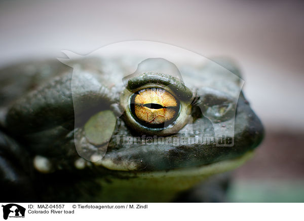 Coloradokrte / Colorado River toad / MAZ-04557