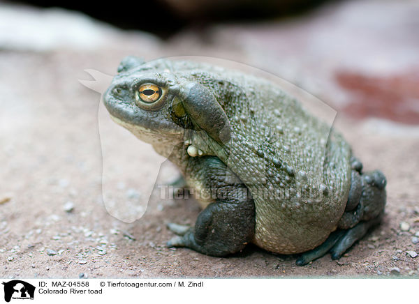 Colorado River toad / MAZ-04558