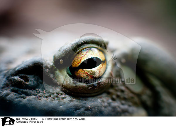 Colorado River toad / MAZ-04559