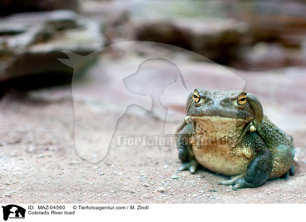 Colorado River toad / MAZ-04560