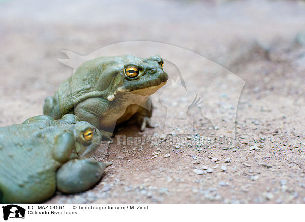 Colorado River toads / MAZ-04561