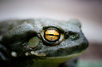 Colorado River toad