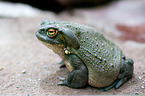 Colorado River toad