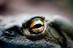 Colorado River toad