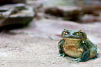 Colorado River toad