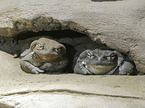 Colorado River toads