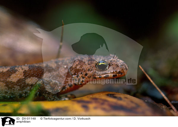 amphibian / DV-01148