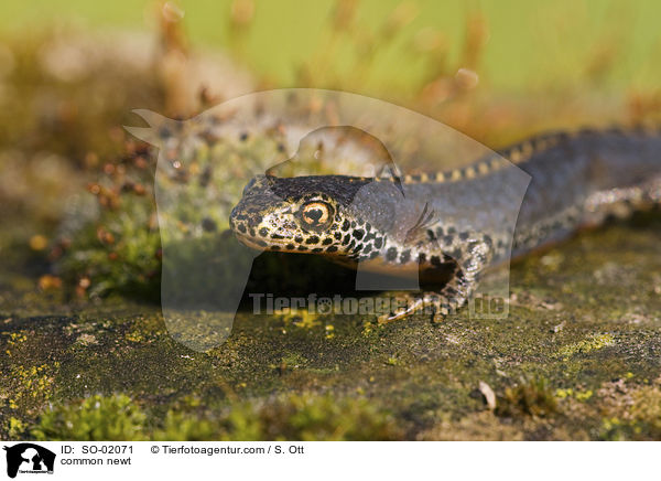 Teichmolch / common newt / SO-02071