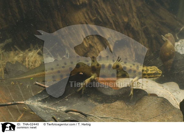 common newt / THA-02440