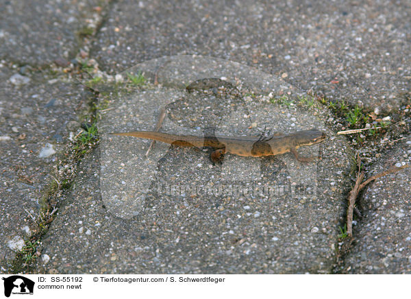 Teichmolch / common newt / SS-55192