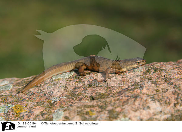 Teichmolch / common newt / SS-55194