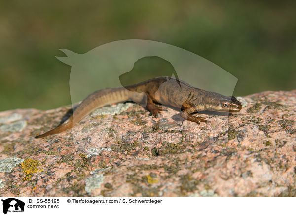 Teichmolch / common newt / SS-55195