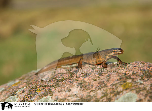 common newt / SS-55196