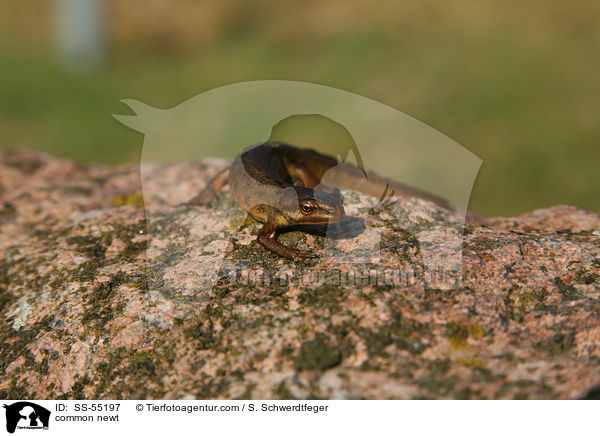 common newt / SS-55197