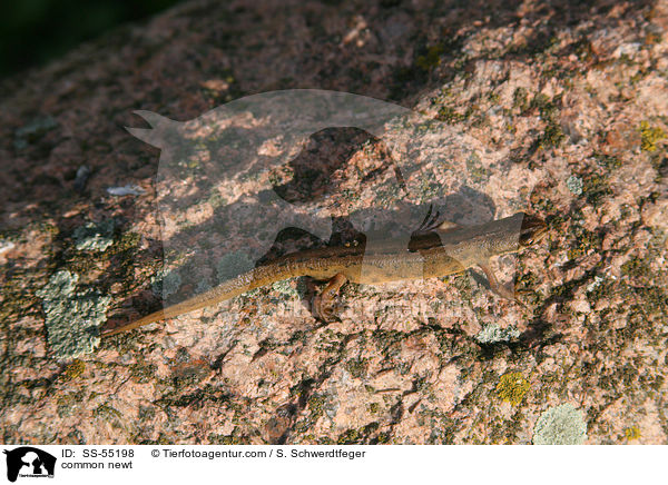 Teichmolch / common newt / SS-55198