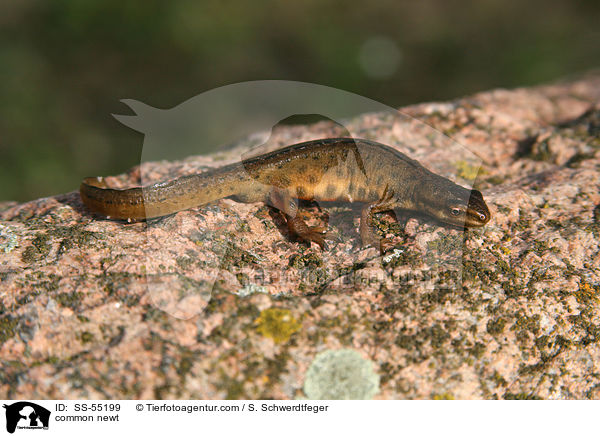 Teichmolch / common newt / SS-55199