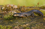 common newt
